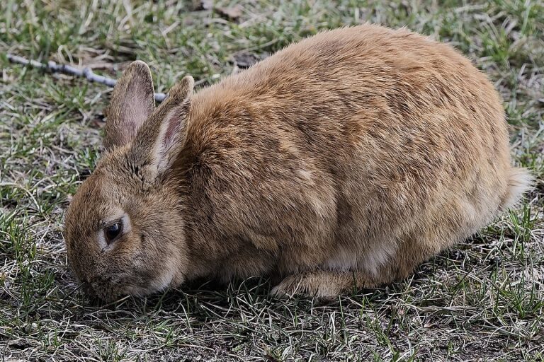 Feral rabbits more than a nuisance in Grande Prairie - Town & Country News