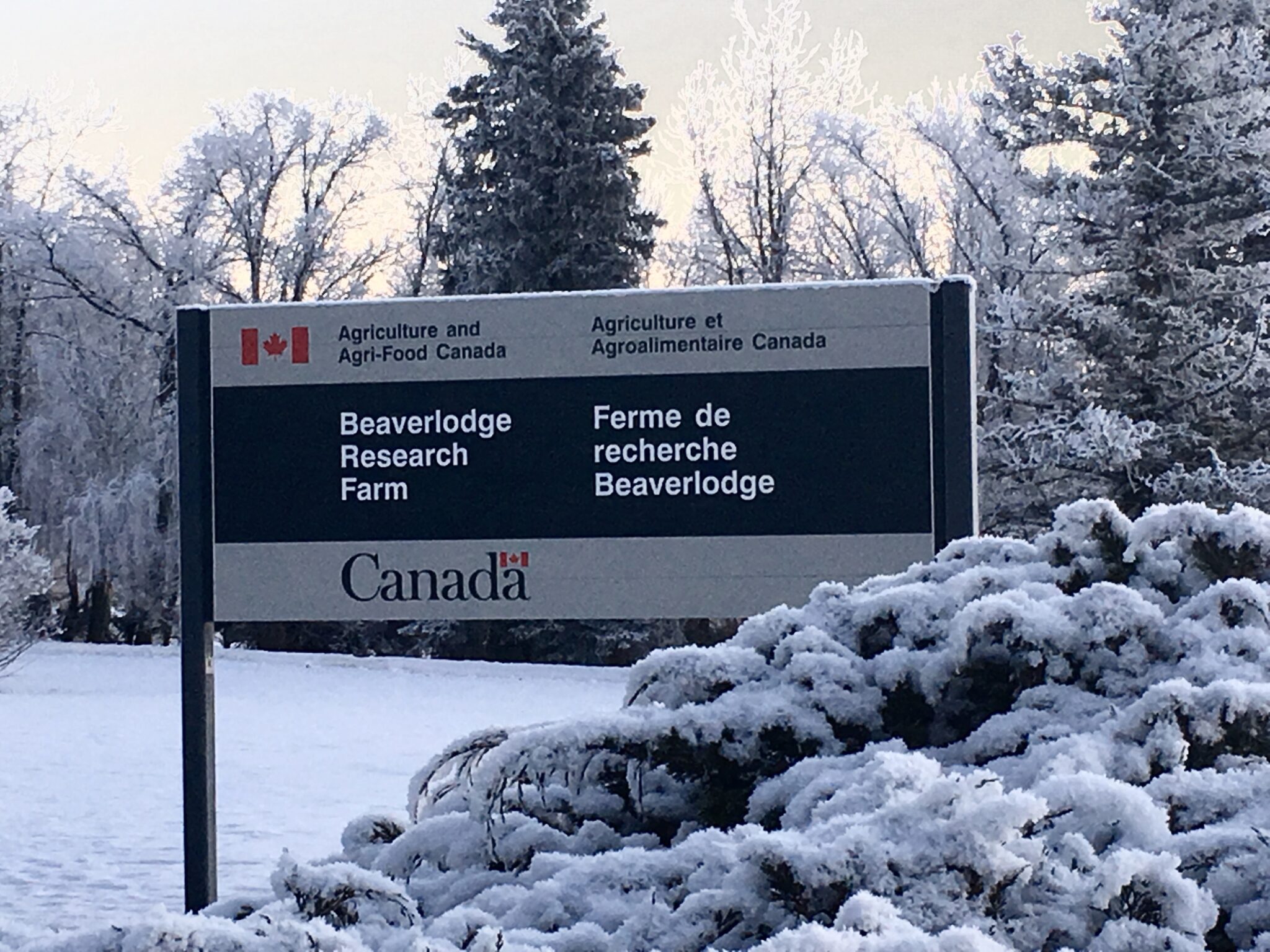 Beaverlodge marked safe from AAFC cuts - Town & Country News